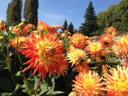 Dahlien orange gelb