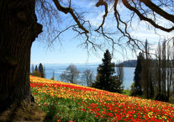 Tulpenstraße