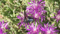 Delosperma cooperi - Mittagsblume - mit seltener Holzbiene