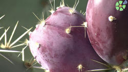Opuntia engelmannii