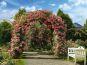 Europa-Rosarium Sangerhausen in Sangerhausen
